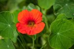 nasturtium-orange-flower-edible-flower-tropaeolum-pixabay_11885.jpeg