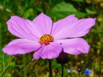 cosmos-pink-flower-pixabay_11886.jpeg