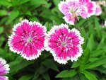 dianthus-pink-and-white-flower-pinks-pixabay_11881.jpeg