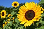 Sunflower.jpeg