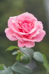 Flower Plant Botany Petal Hybrid tea rose