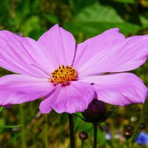 cosmos-pink-flower-pixabay_11886.jpeg