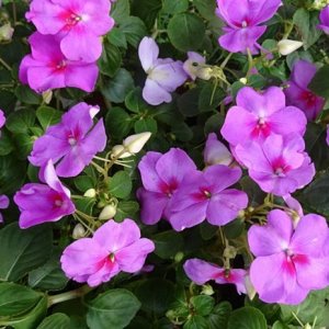 impatiens-purple-flower-pink-flower-pixabay_11877.jpeg