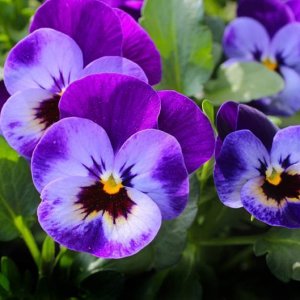 pansies-purple-flower-viola-pixabay_11872.jpeg