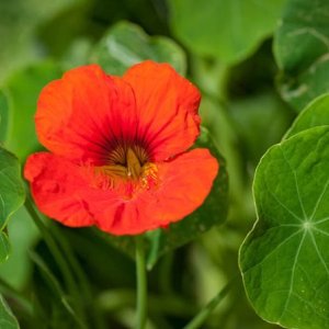 nasturtium-orange-flower-edible-flower-tropaeolum-pixabay_11885.jpeg
