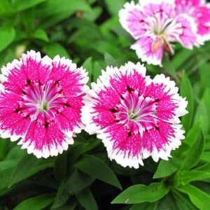 dianthus-pink-and-white-flower-pinks-pixabay_11881.jpeg